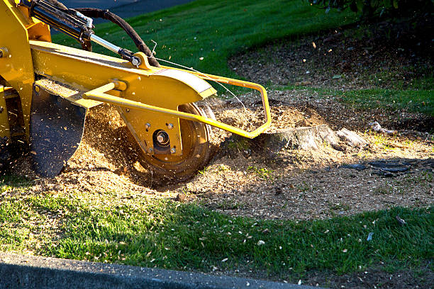 Professional Tree Care  in Middlebranch, OH