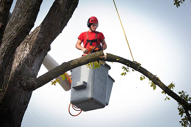 How Our Tree Care Process Works  in  Middlebranch, OH