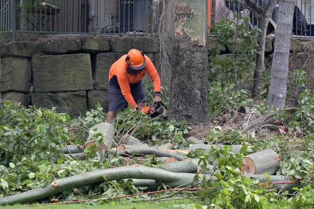 Tree and Shrub Care in Middlebranch, OH